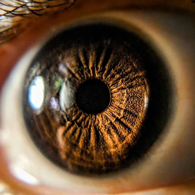 RETINA
